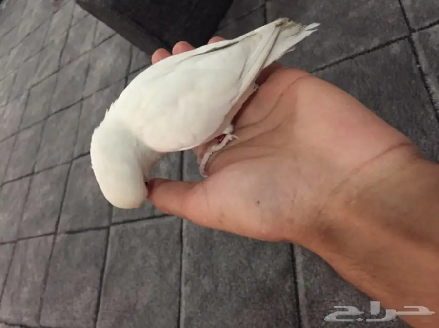 روز البينو (هدد) (image 1)