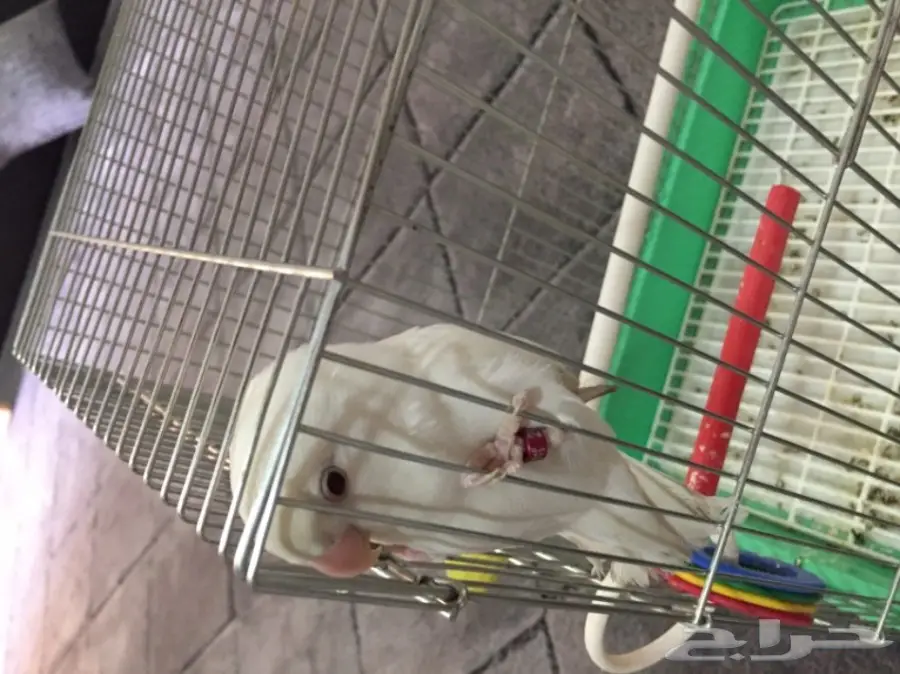 روز البينو (هدد) (image 2)