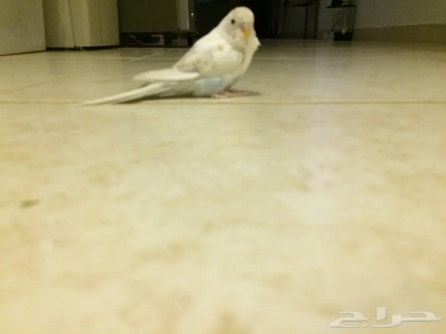 طيور الحب للبيع