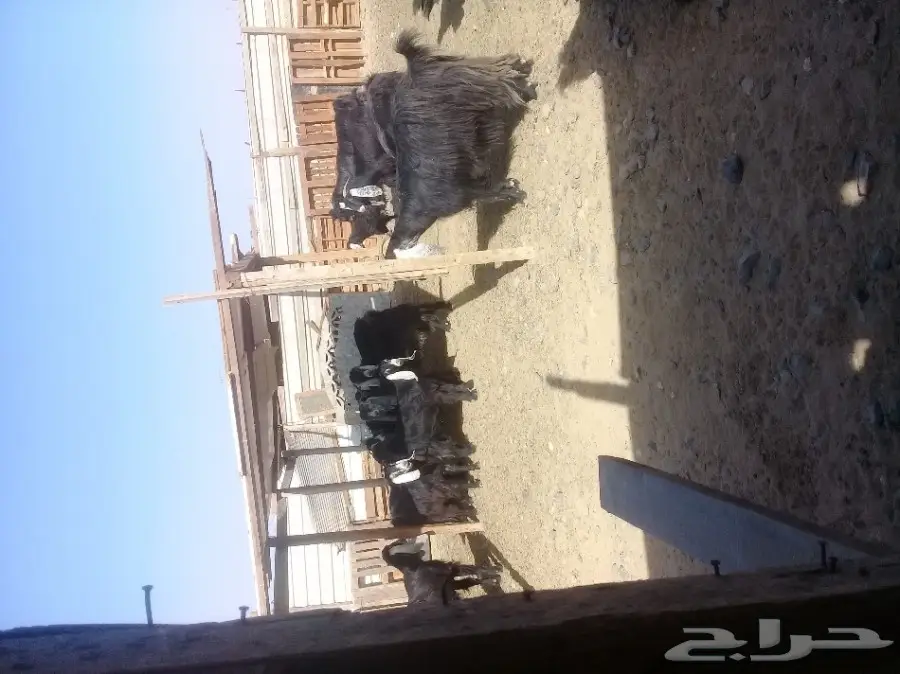 معزى مراح واحدمضاريع (image 1)