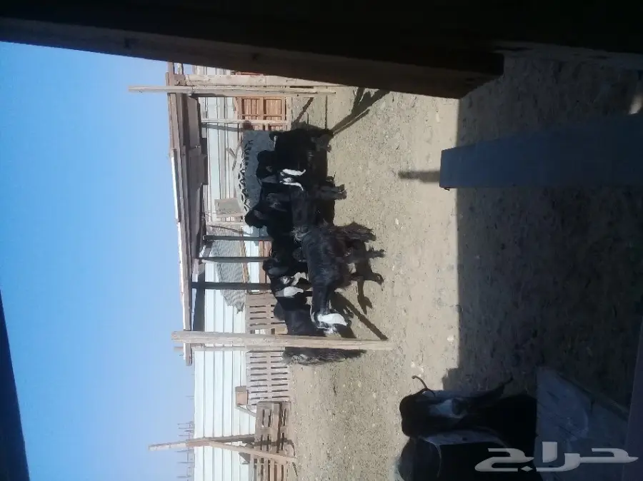 معزى مراح واحدمضاريع (image 2)