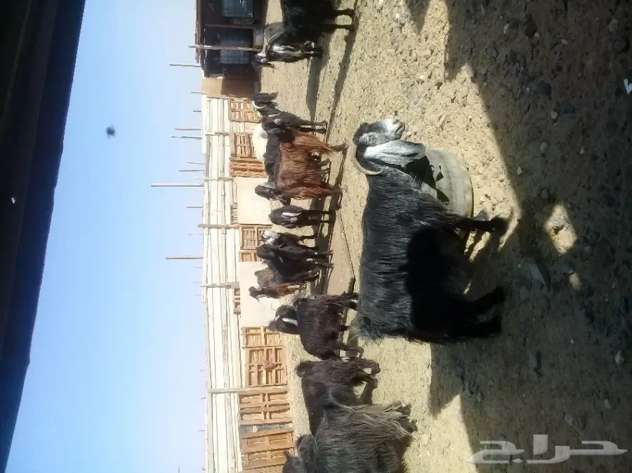 معزى مراح واحدمضاريع (image 3)