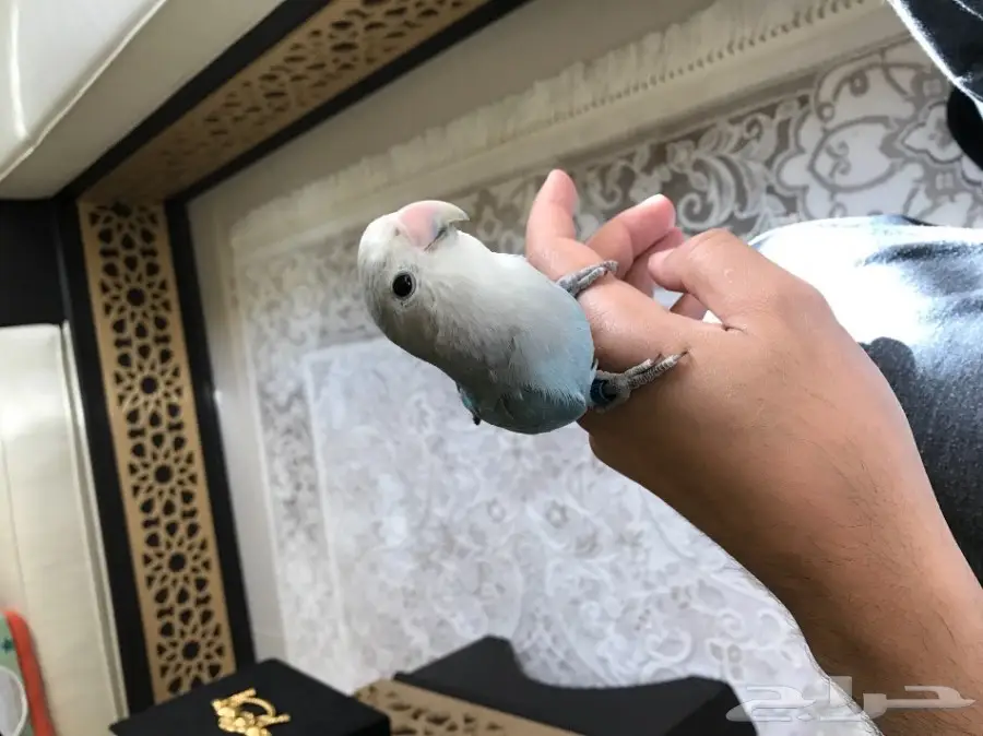 فرخ روز هدد  (image 2)