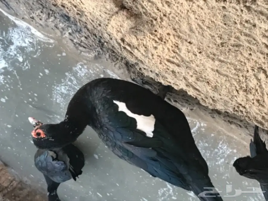 بط مصري (image 1)