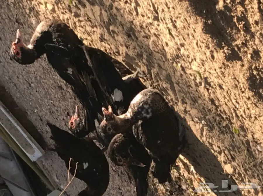 بط مصري (image 2)