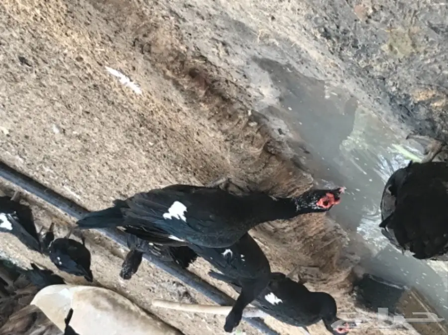 بط مصري (image 3)