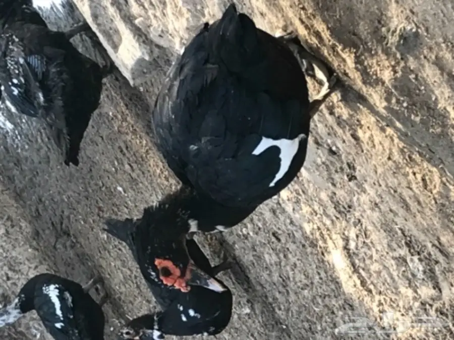 بط مصري (image 4)