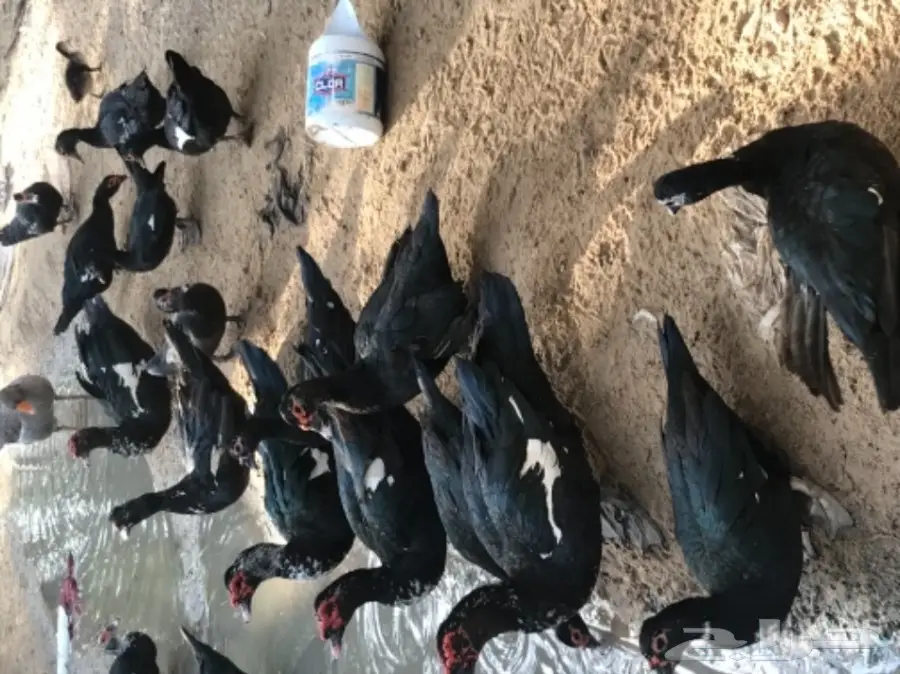 بط مصري (image 5)