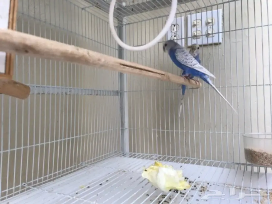 جوز بادجي الوان جميلة للبيع