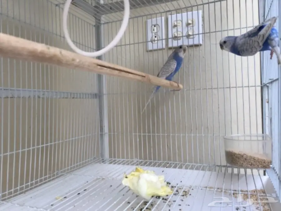 جوز بادجي الوان جميلة للبيع (image 1)