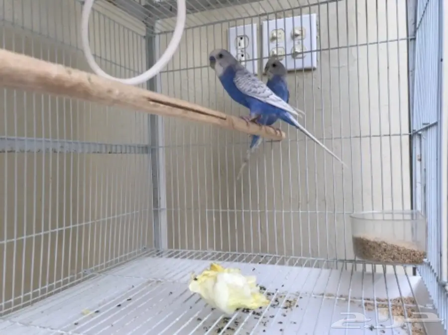 جوز بادجي الوان جميلة للبيع (image 2)