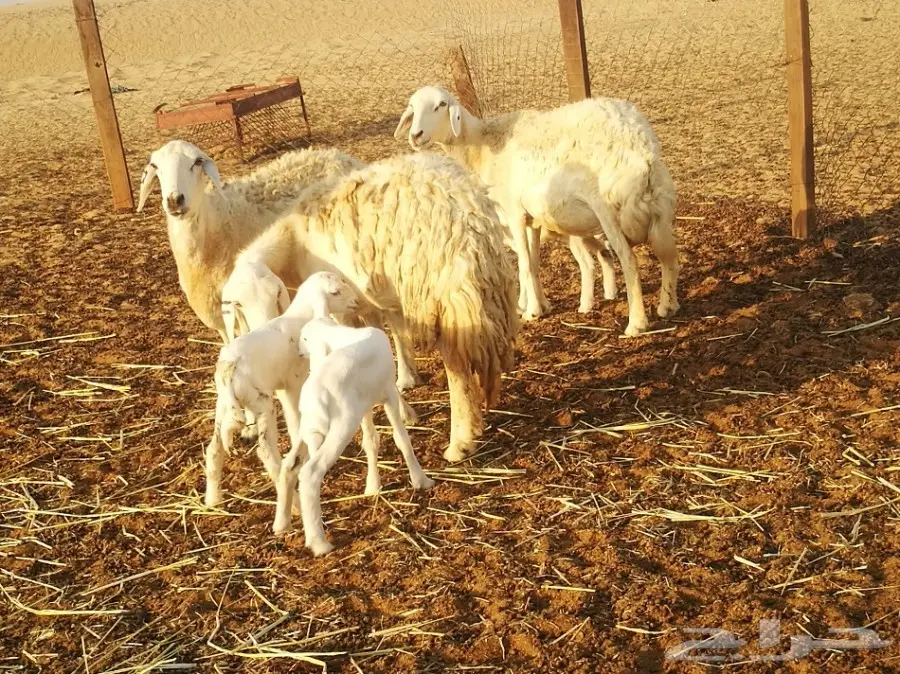 ضان خلفات طيبه بي الحيل (image 1)