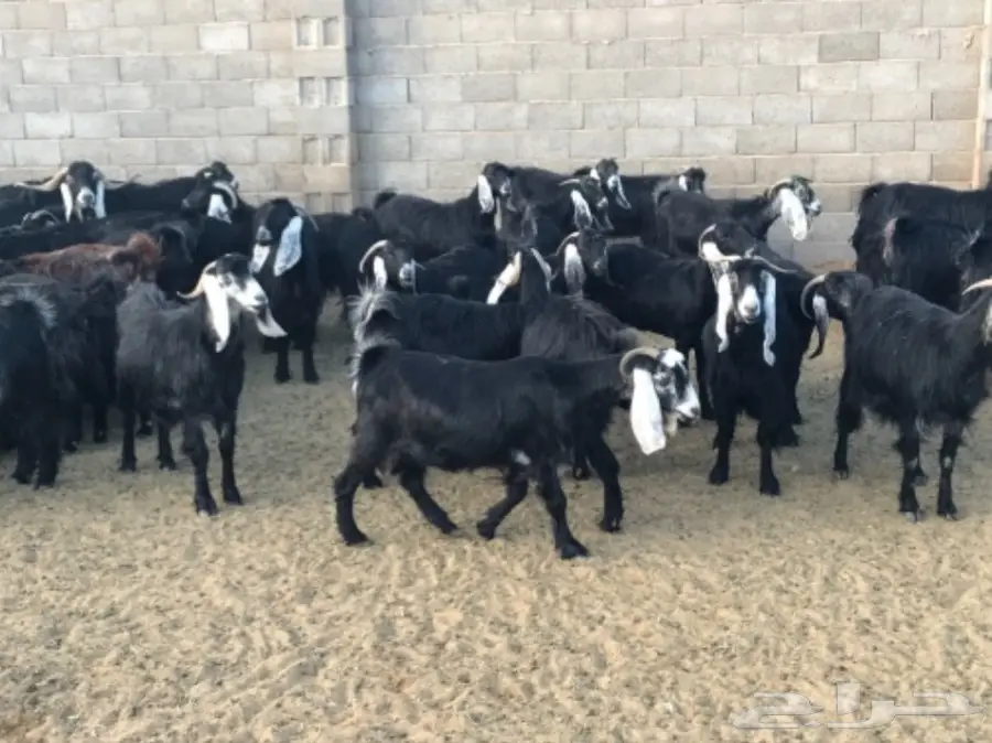 ماعز للبيع  (image 1)