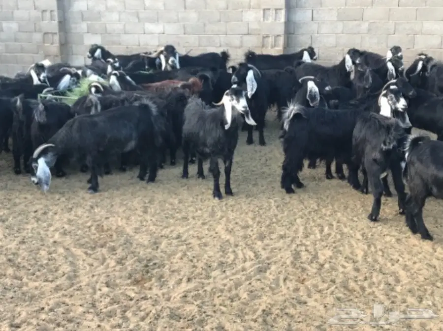 ماعز للبيع  (image 2)