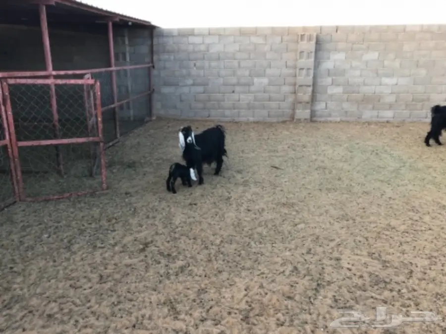 ماعز للبيع  (image 3)