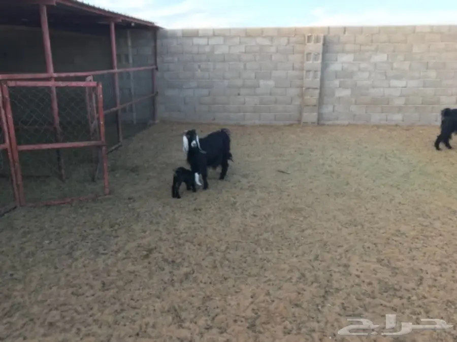 ماعز للبيع  (image 4)