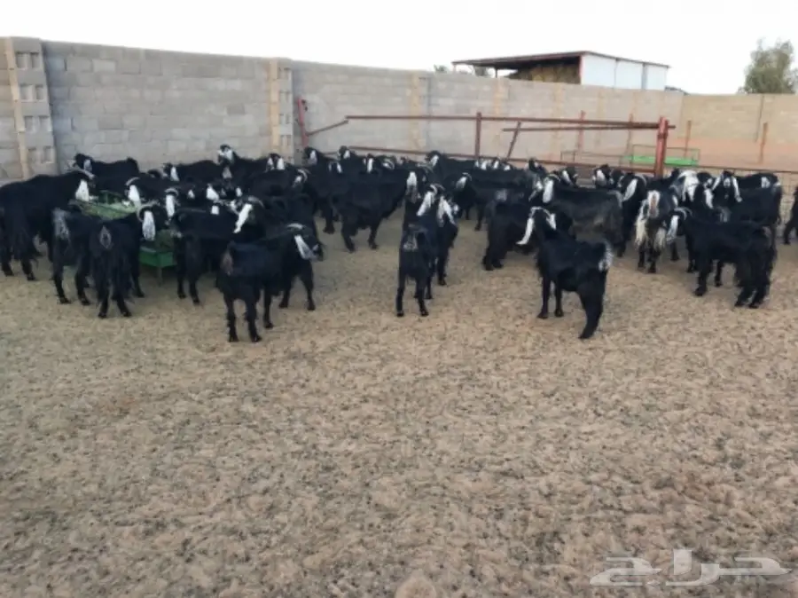 ماعز للبيع  (image 5)