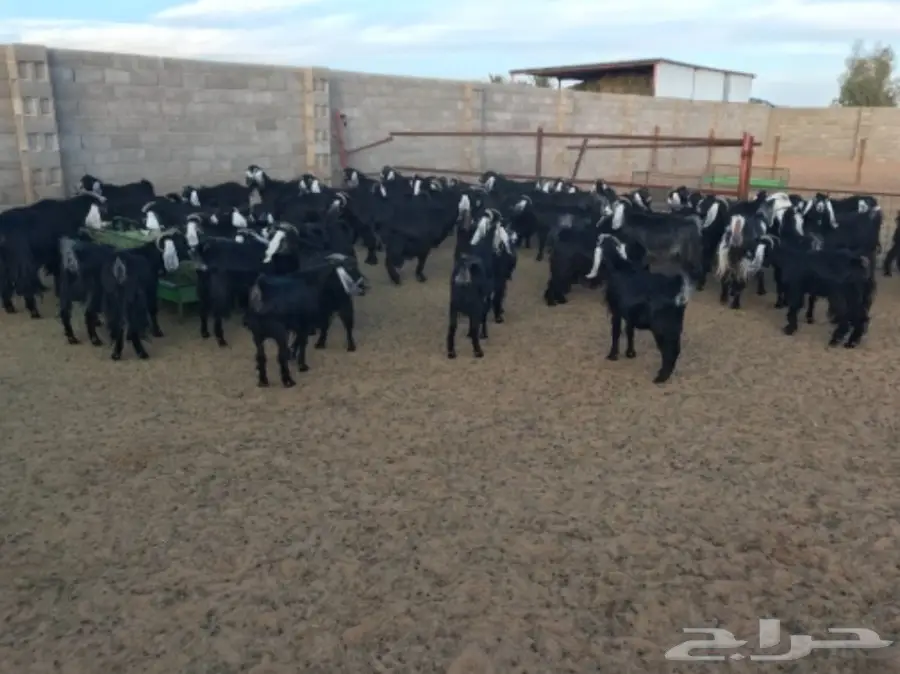 ماعز للبيع  (image 6)