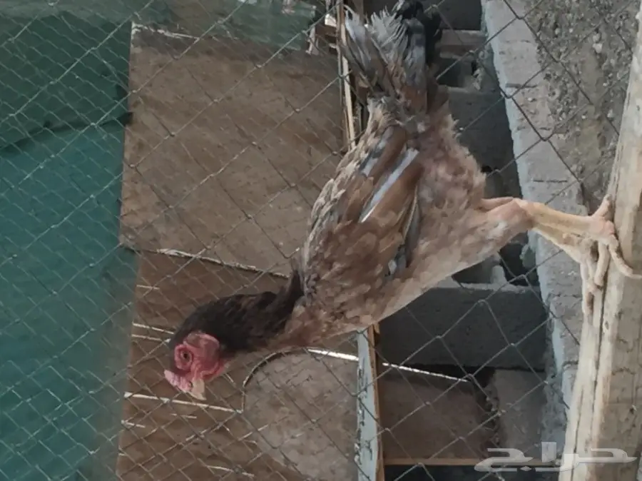 دجاج باكستاني. 