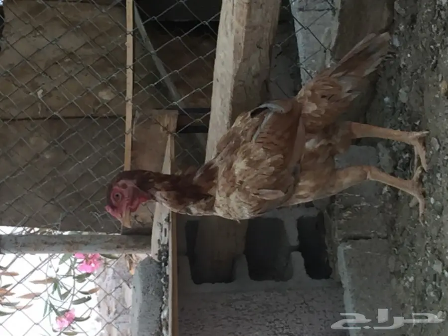 دجاج باكستاني.  (image 1)