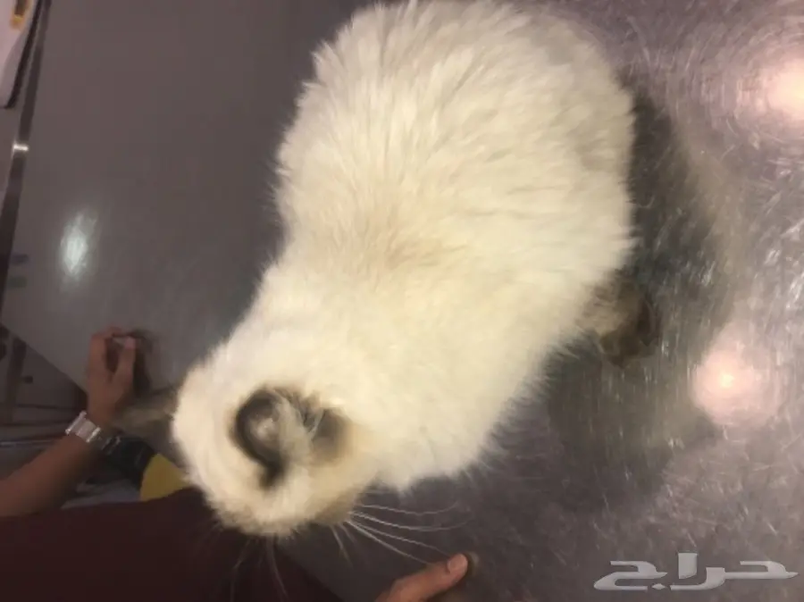 قطه للبيع (image 1)