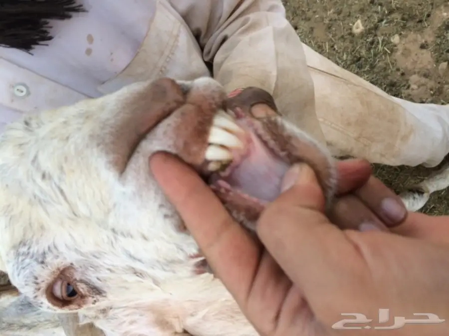 تيس هولندي للبيع (image 3)