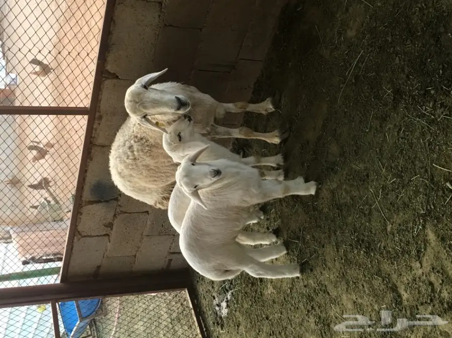 للبيع حريه معها اثنين 