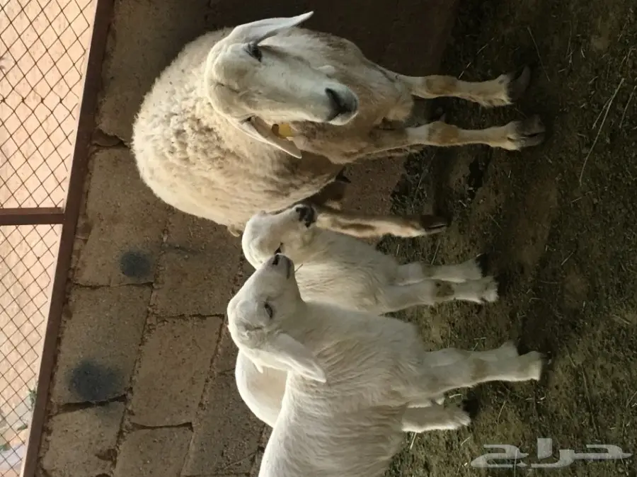 للبيع حريه معها اثنين  (image 1)