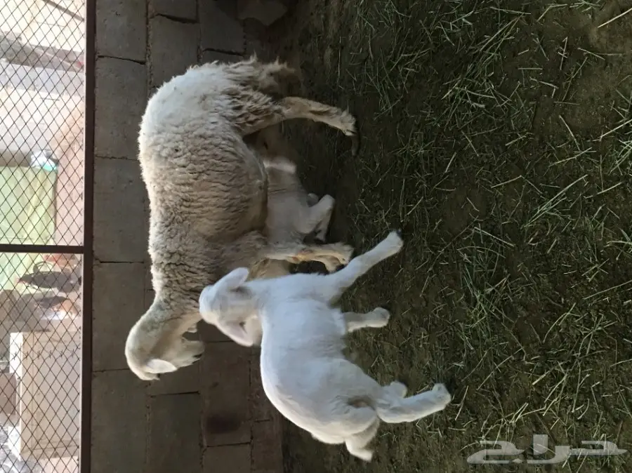 للبيع حريه معها اثنين  (image 4)