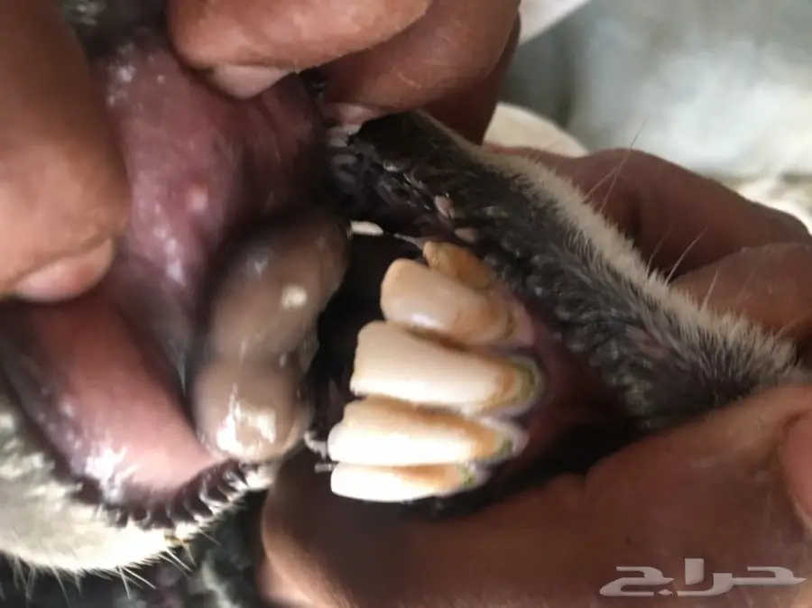 للبيع حريه معها اثنين  (image 7)