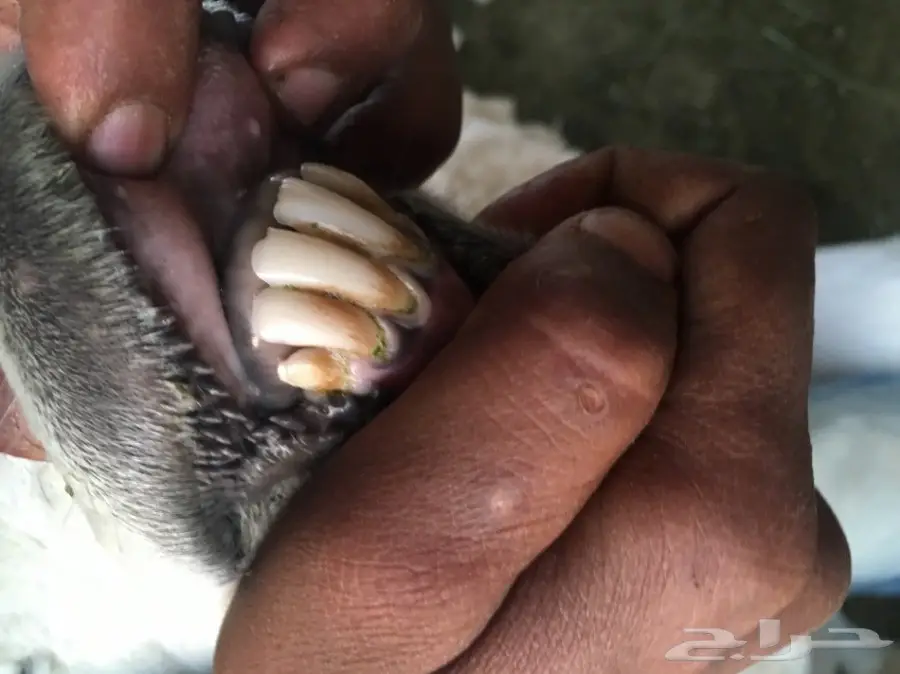 للبيع حريه معها اثنين  (image 9)