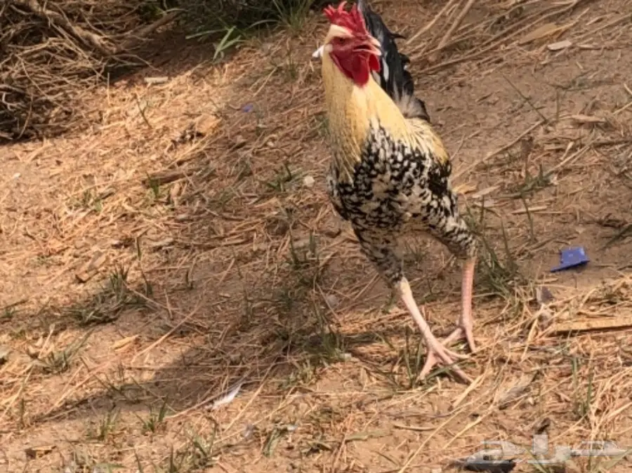 ديك مستوى ممتاز ماشاء الله (image 1)