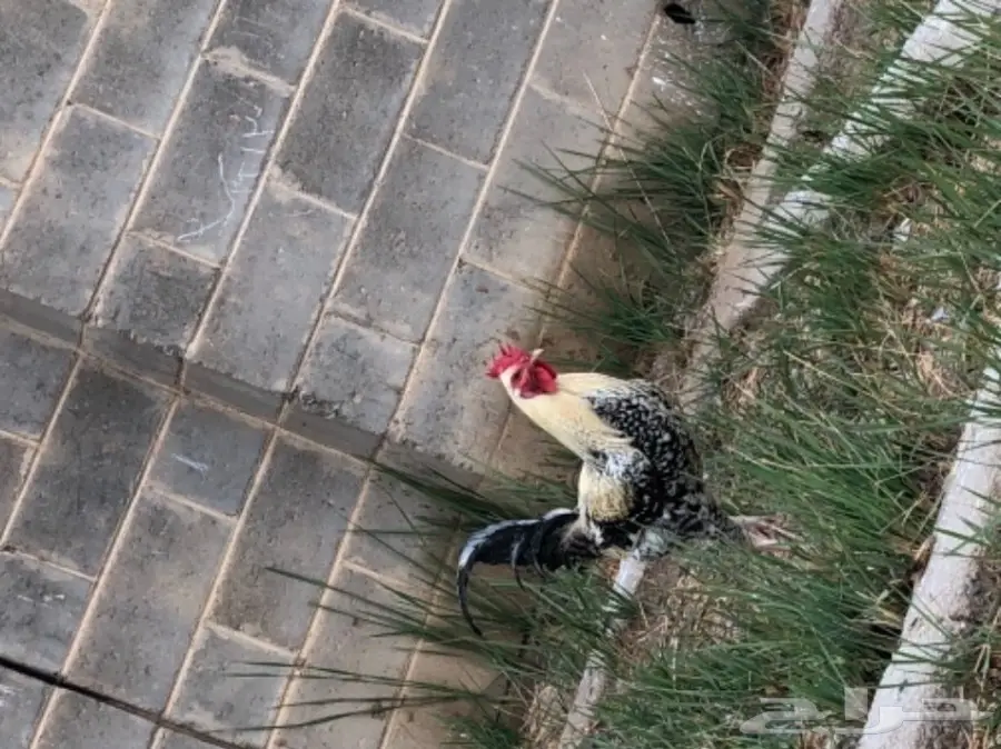 ديك مستوى ممتاز ماشاء الله (image 2)