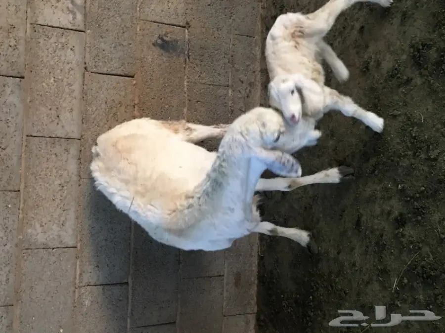 للبيع نعجه والد 