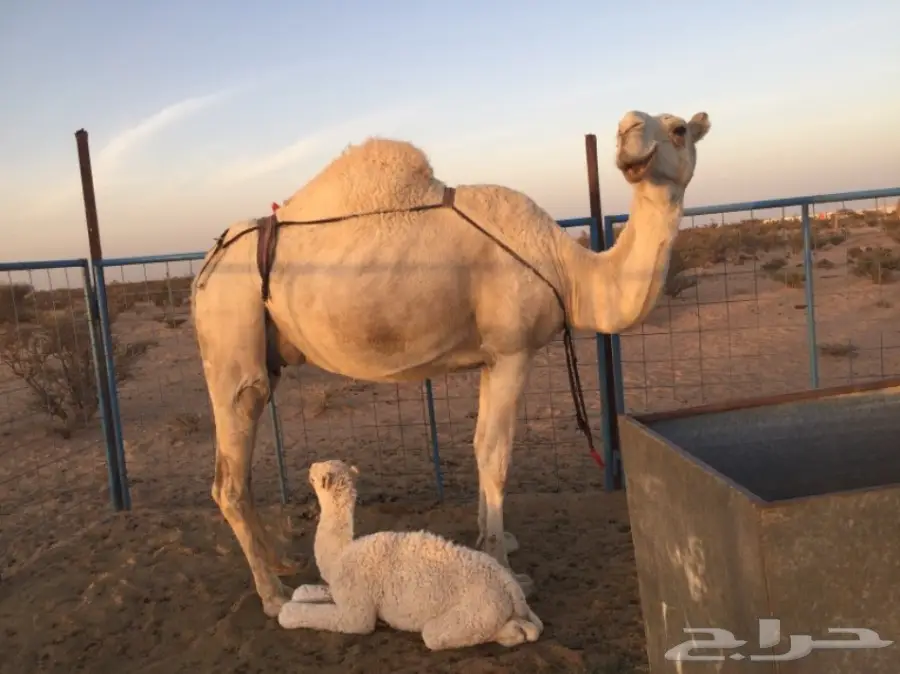 خلفة وضحى كفو للبيع 