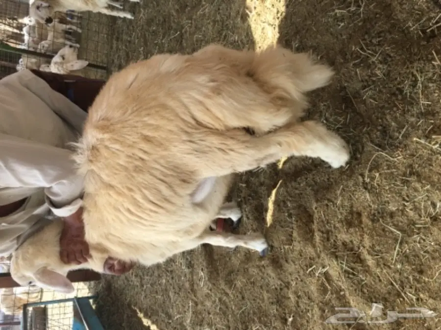 طليان ورخال حريه للثلاجه والمناسبات