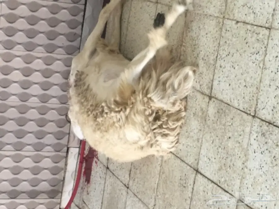 طليان ورخال حريه للثلاجه والمناسبات (image 2)