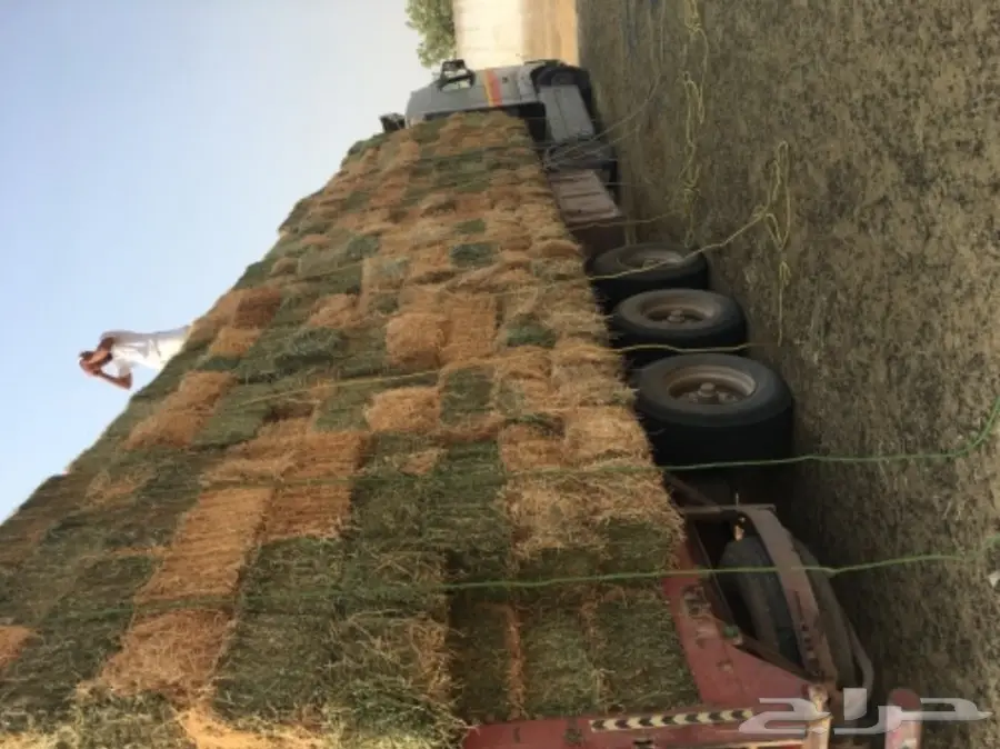 طليان ورخال حريه للثلاجه والمناسبات (image 3)