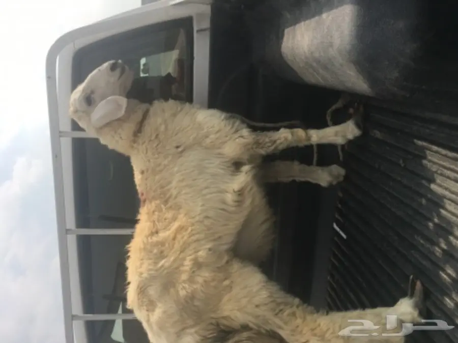 طليان ورخال حريه للثلاجه والمناسبات (image 6)