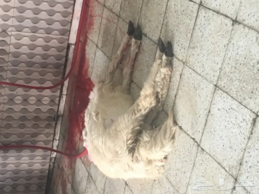 طليان ورخال حريه للثلاجه والمناسبات (image 7)