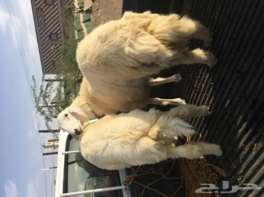 طليان ورخال حريه للثلاجه والمناسبات (image 11)