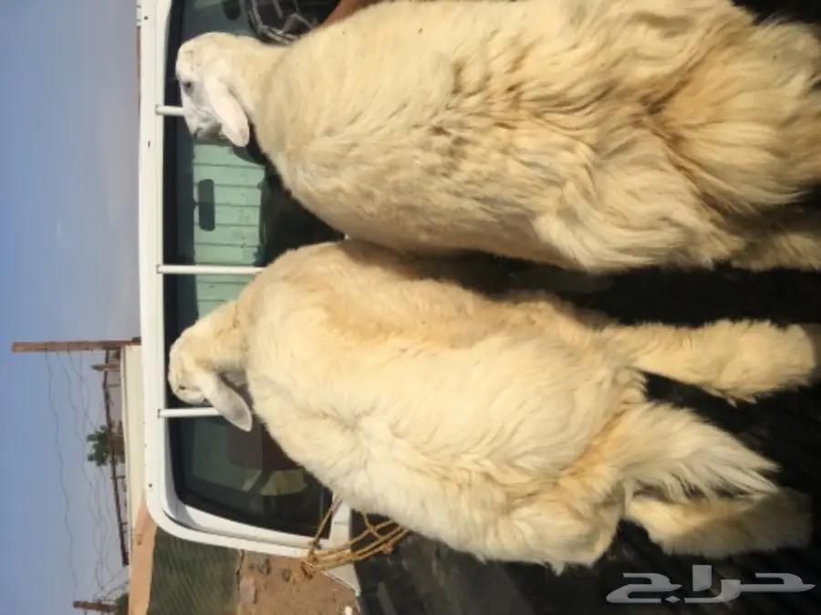 طليان ورخال حريه للثلاجه والمناسبات (image 12)