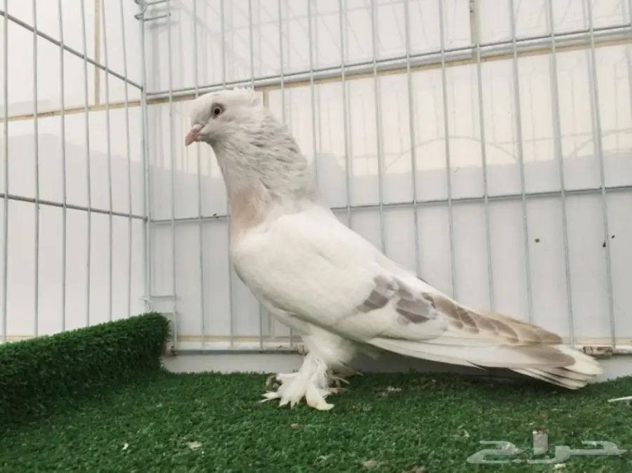 ذكر تركي أصيل - فرصة لا تُفوّت!