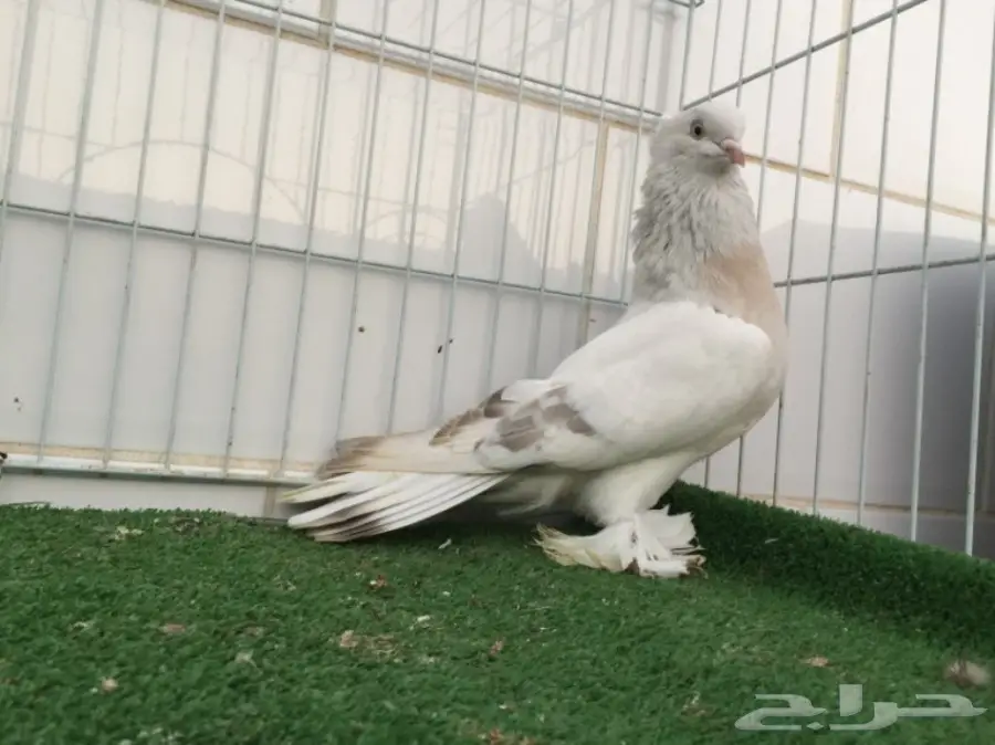 ذكر تركي أصيل - فرصة لا تُفوّت! (image 1)