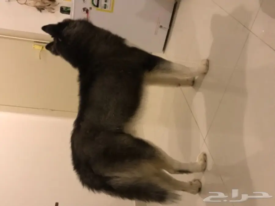 الاسكا مالموت 