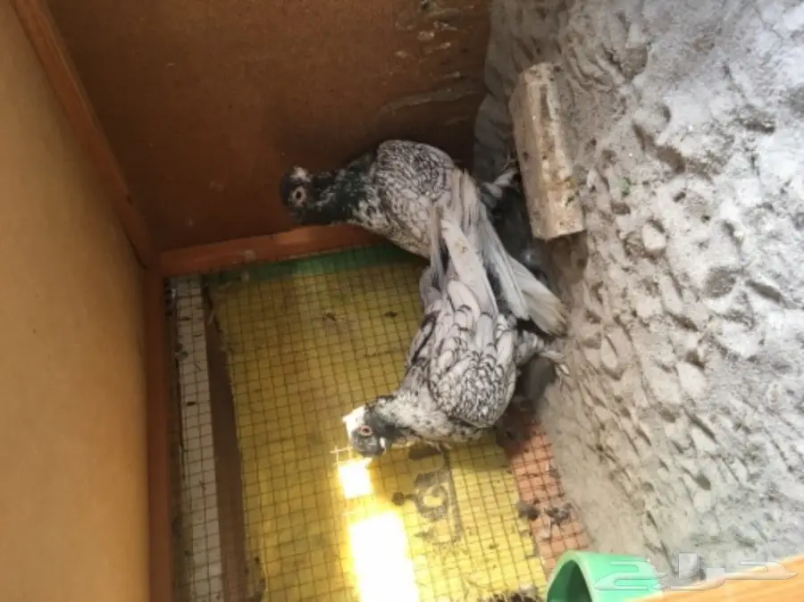 جوزين  فراشه  للبيع 