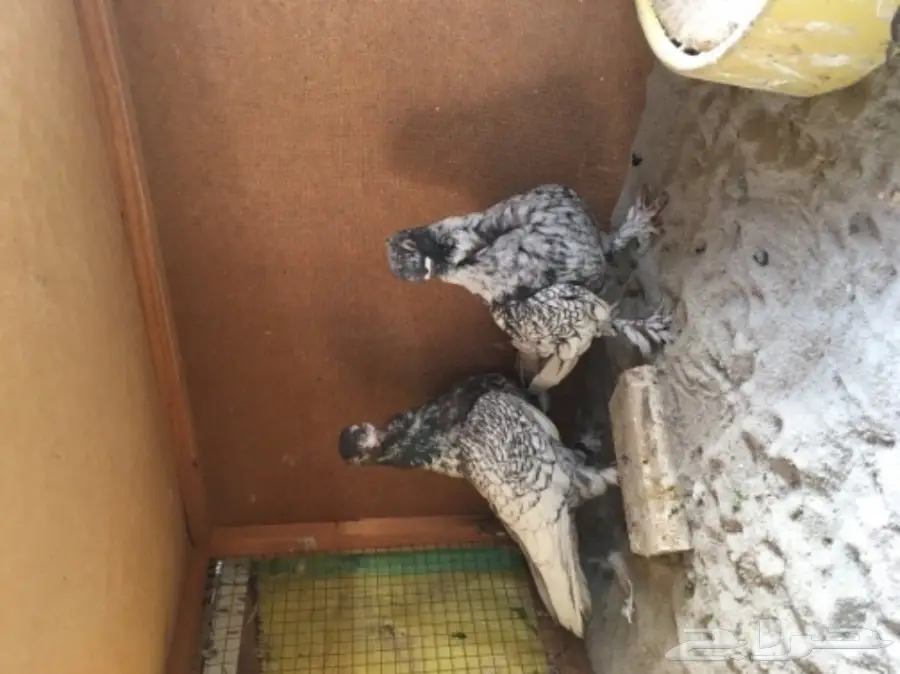 جوزين  فراشه  للبيع  (image 1)