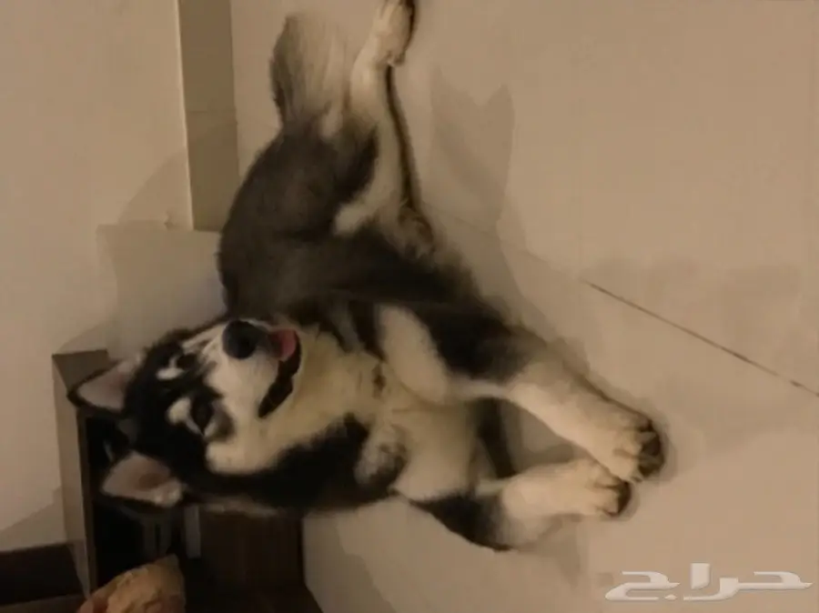 كلب الاسكا مالموت - فرصة لا تُفوَّت! (image 2)