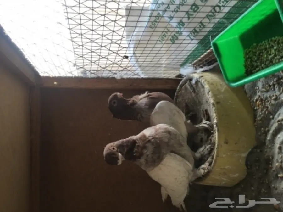 جوزين  فراشه  للبيع  (image 2)