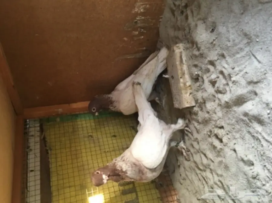 جوزين  فراشه  للبيع  (image 3)